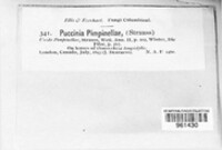 Puccinia pimpinellae image